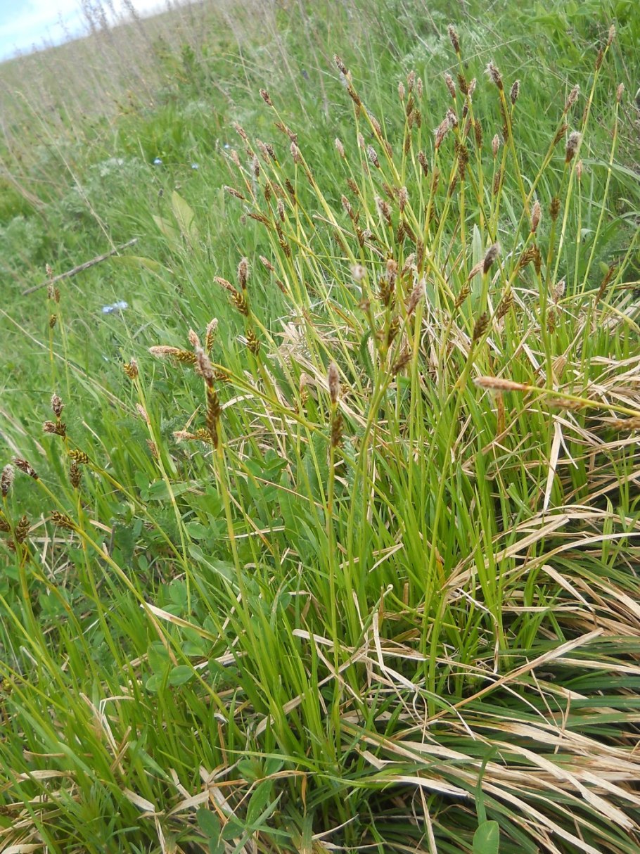 Осока дернистая фото