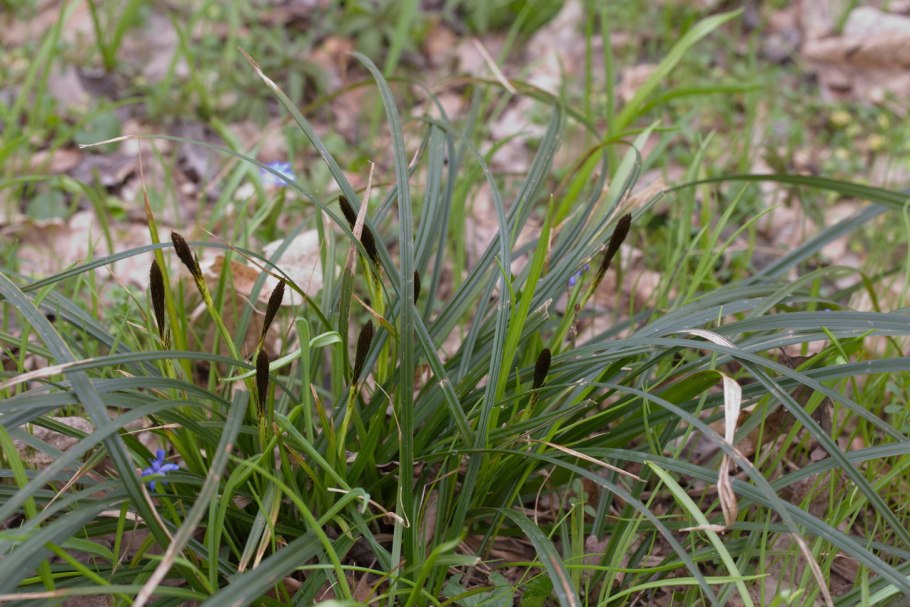 Осока парвская (Carex brevicollis d, с.).