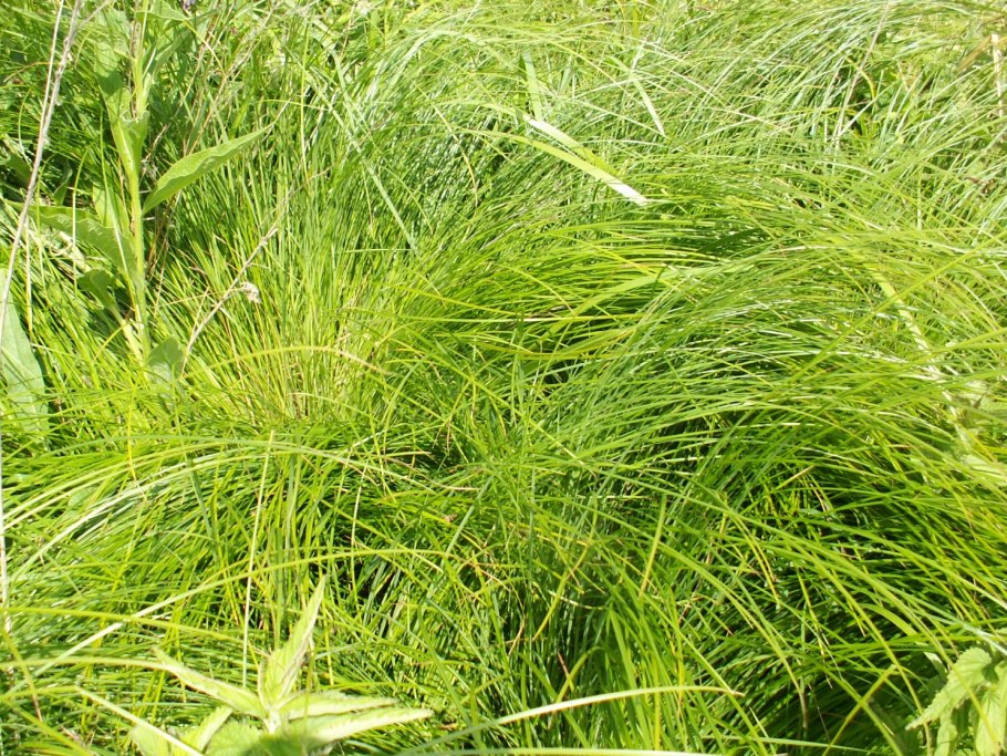 Осока Арнелля