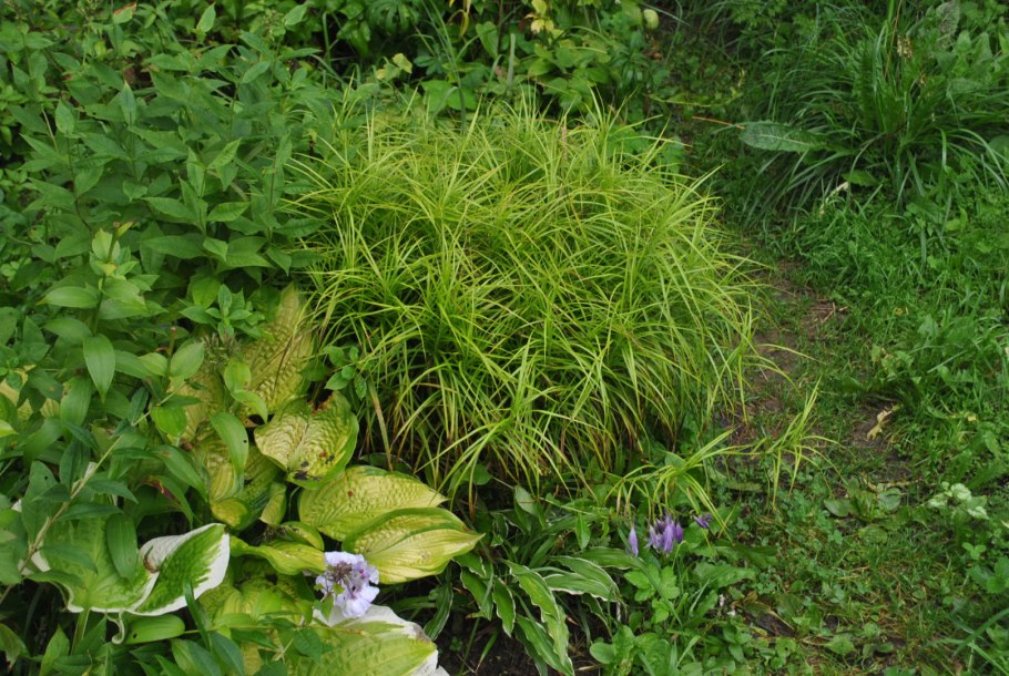 Райграс пастбищный