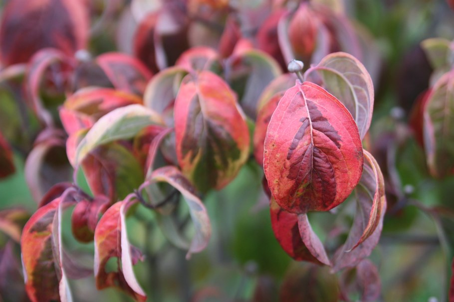 Дерен кроваво-красный (Cornus sanguinea)