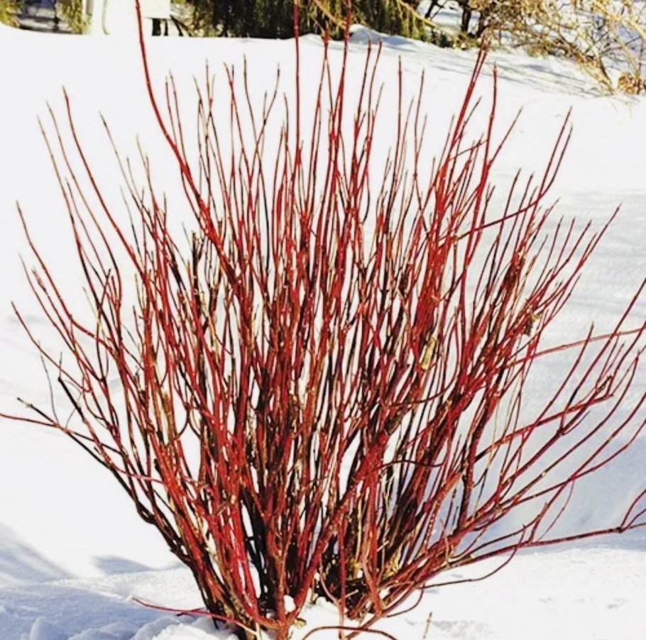 Дерен кроваво-красный (Cornus sanguinea)