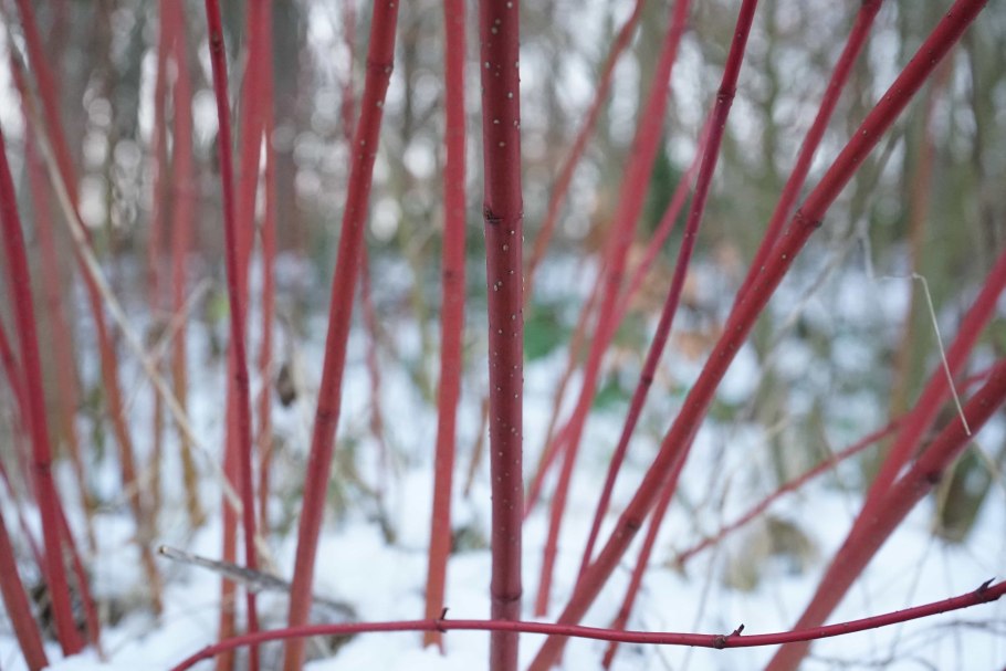 Cornus sanguinea - кизил