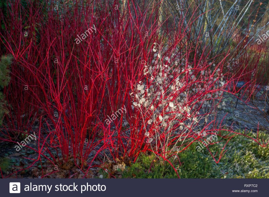 Дерен кроваво-красный Anny's Winter Orange