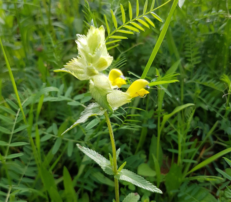 Погремок раннецветущий