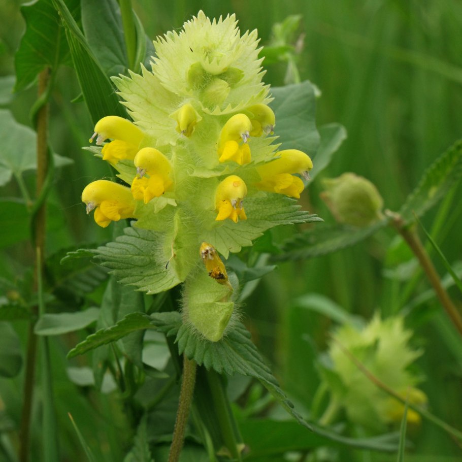 Rhinanthus alectorolophus