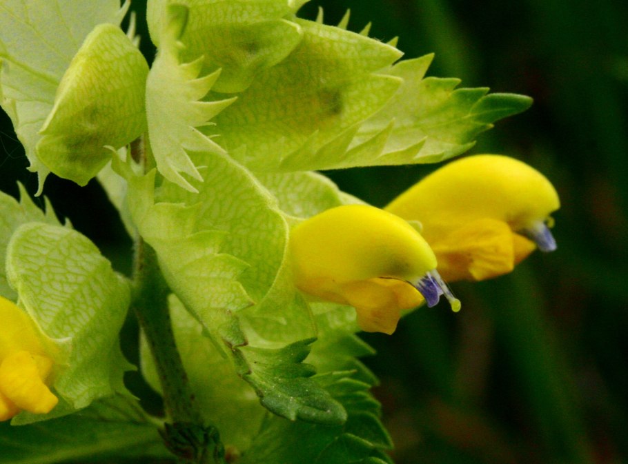 Желтая Стрига (striga lutea)