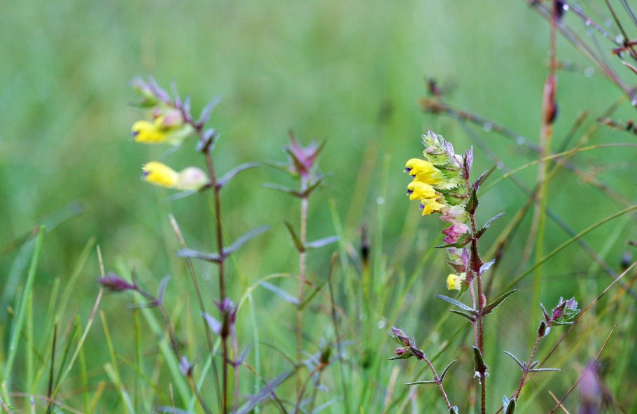 Погремок Луговой