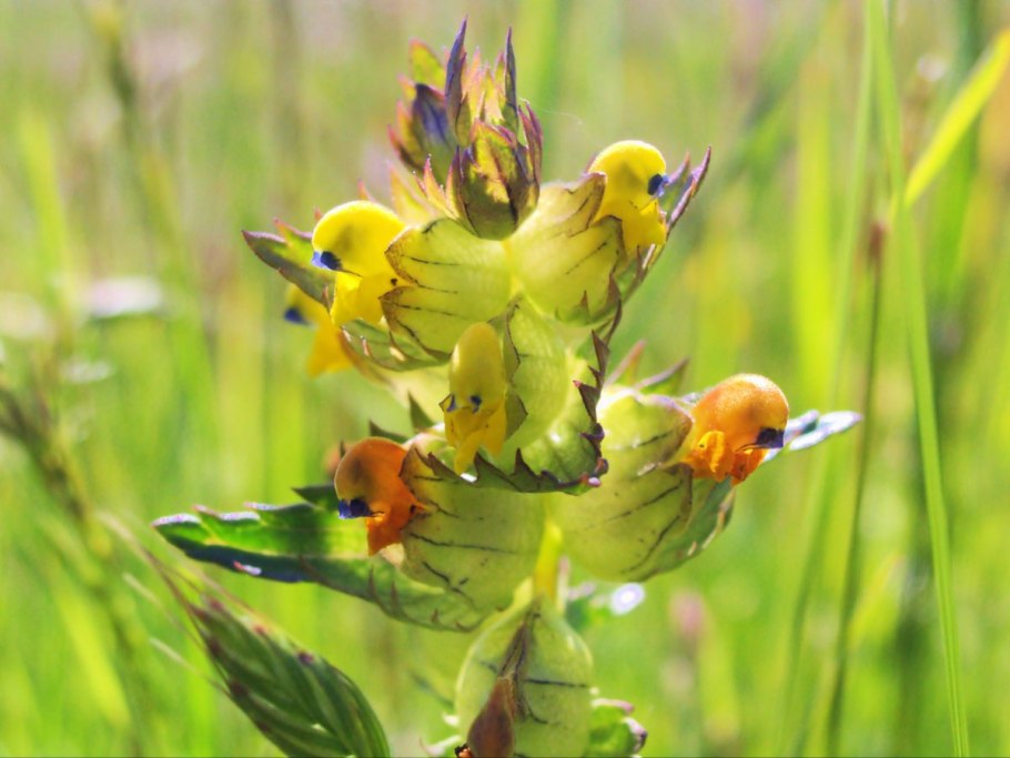Разрывающий отбор Погремок