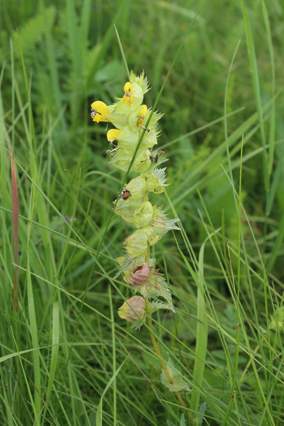 Rhinanthus serotinus