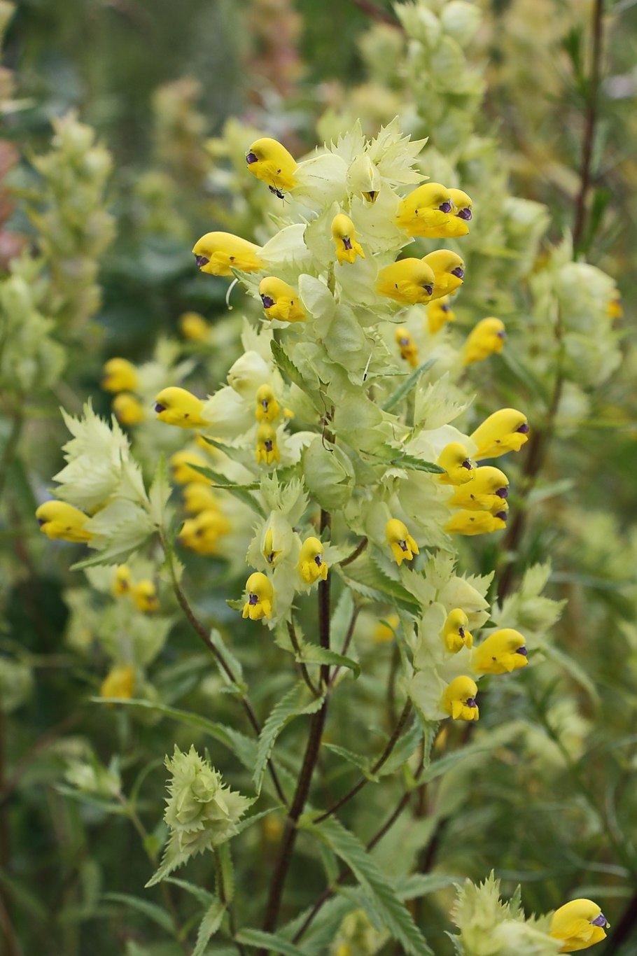 Погремок узколистный