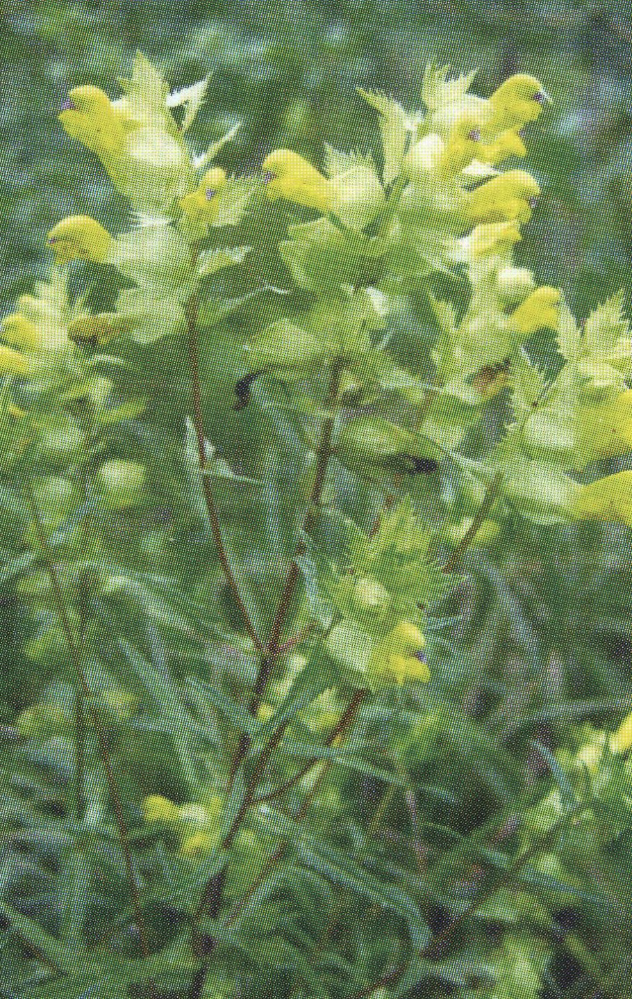 Rhinanthus Minor
