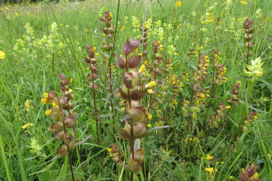 Погремок, Марьянник Луговой