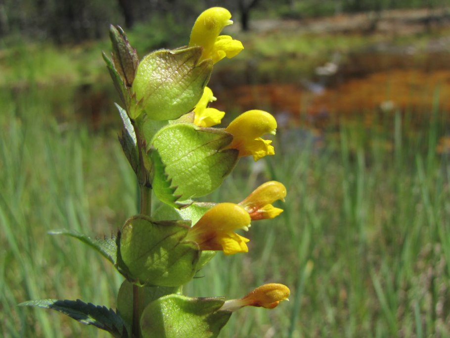 Погремок узколистный