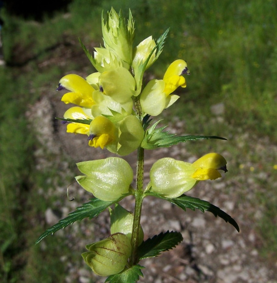 Погремок большой Rhinanthus Major
