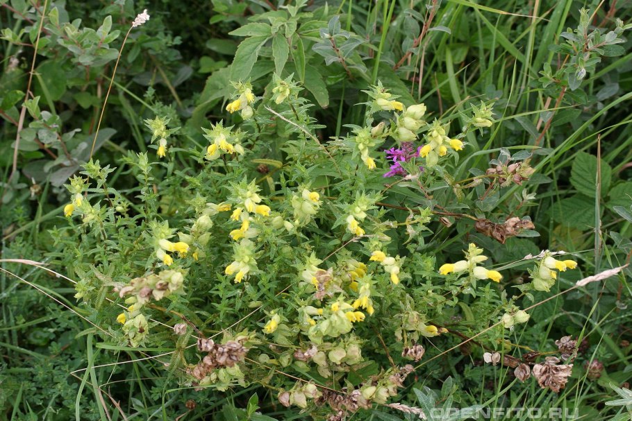 Rhinanthus serotinus