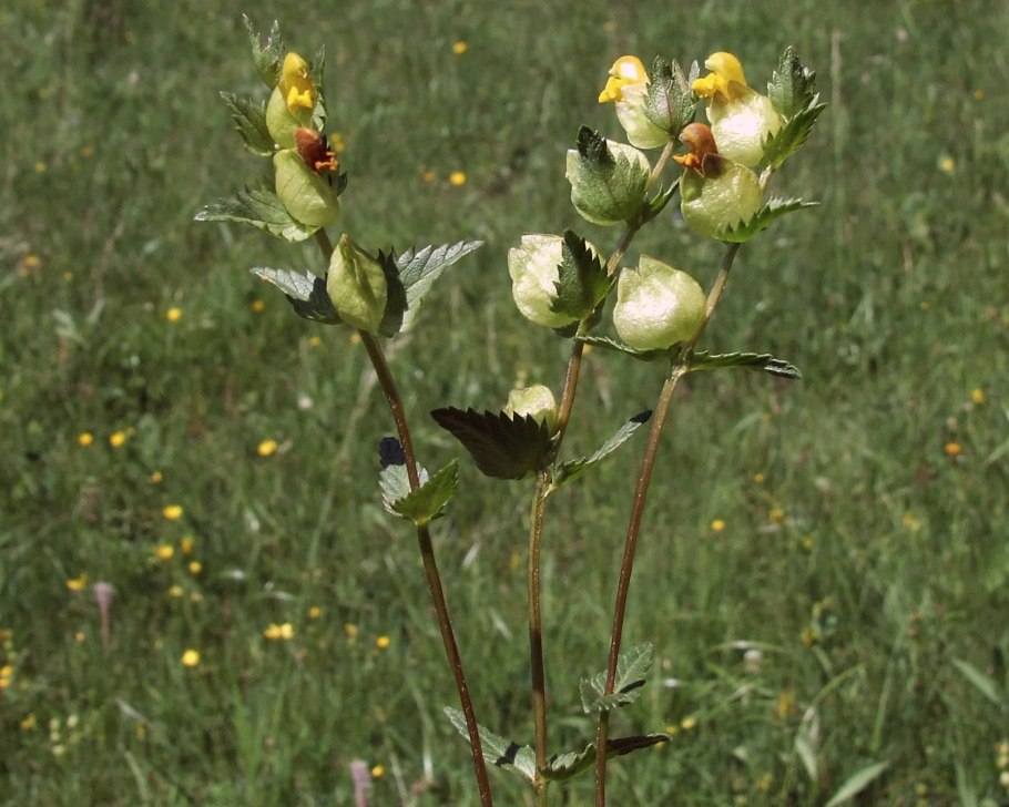 Rhinanthus vernalis