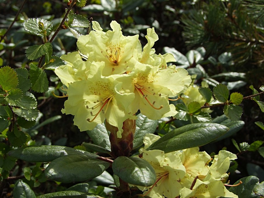 Рододендрон золотистый Rhododendron Aureum