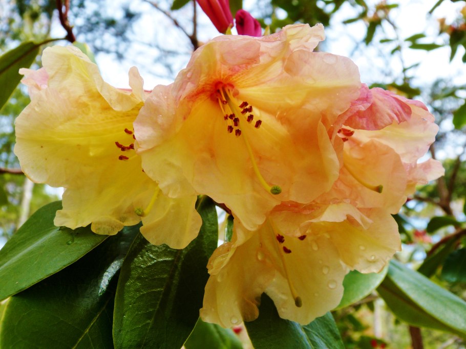 Рододендрон гибридный