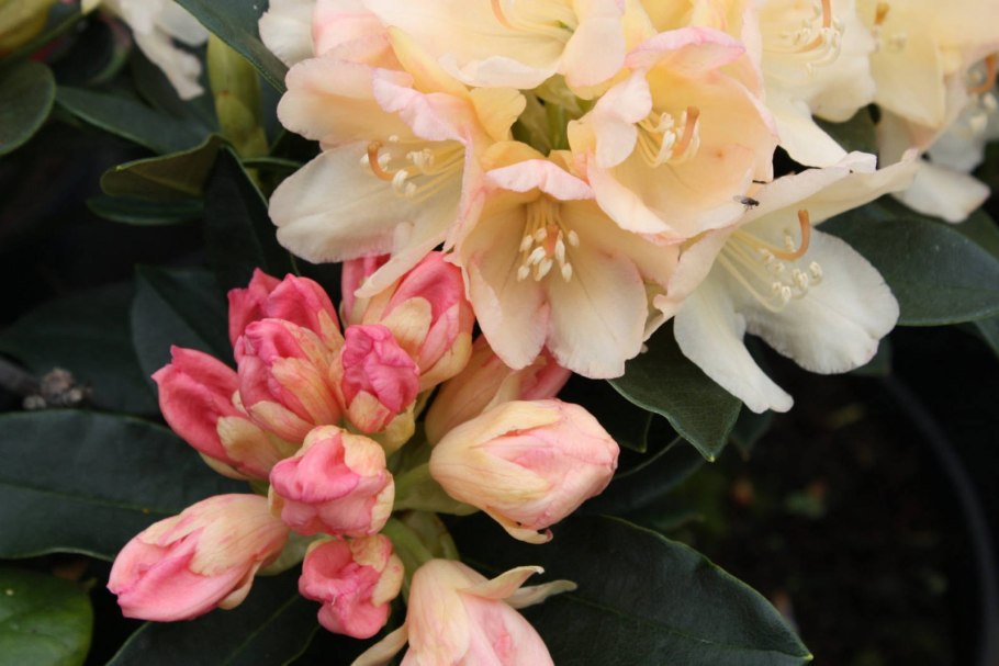 Рододендрон голден торч