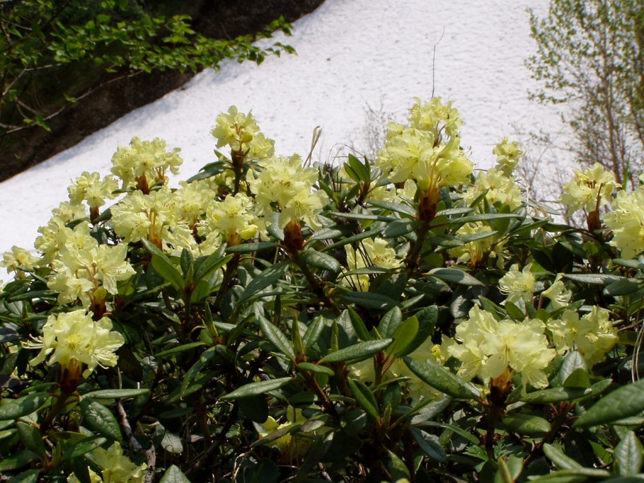 Рододендрон золотистый Rhododendron Aureum