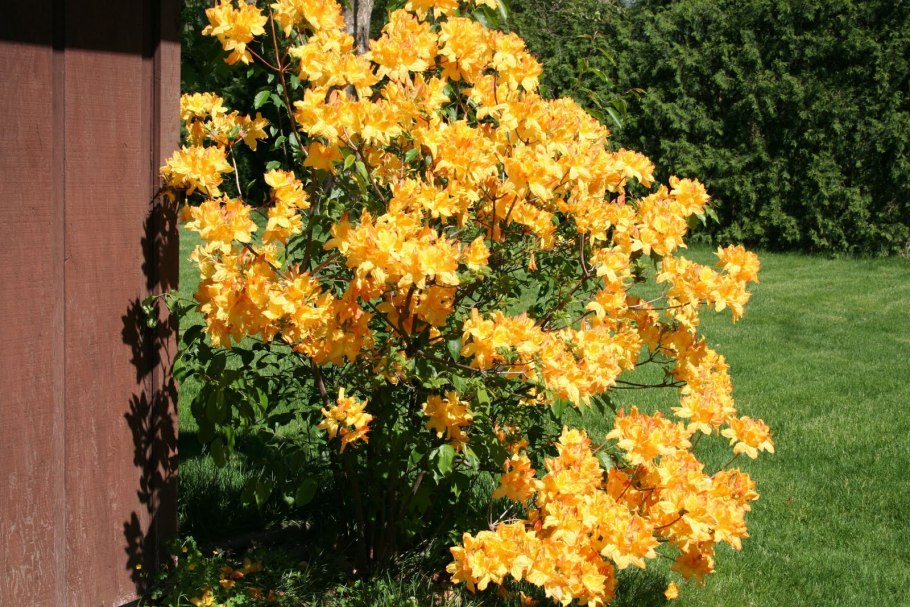 Golden Torch рододендрон