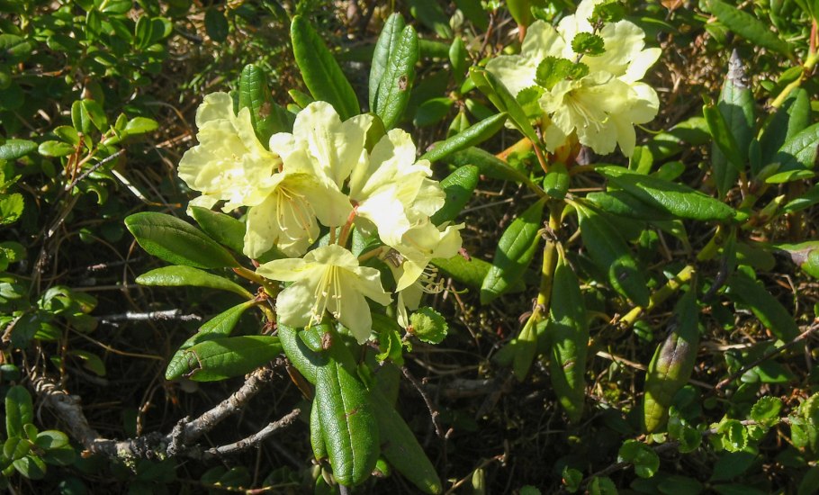 Рододендрон кавказский