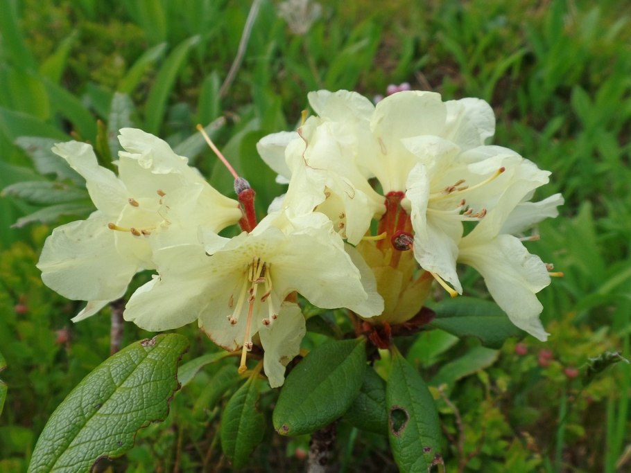 Rhododéndron Auréum рододендрон золотистый