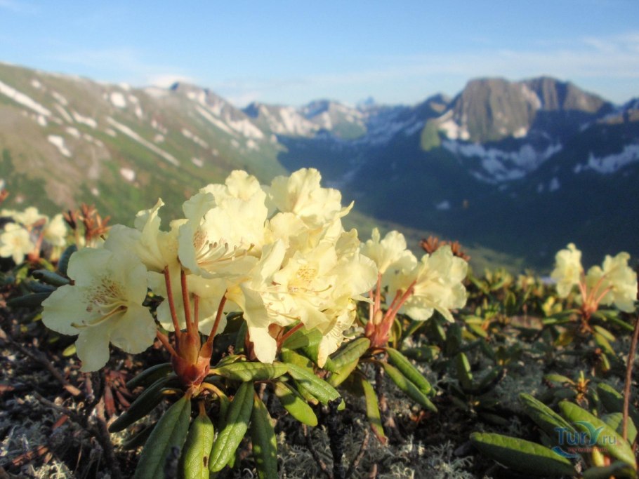 Рододендрон листопадный Азалия "Голден Лайтс"  "Golden Lights"