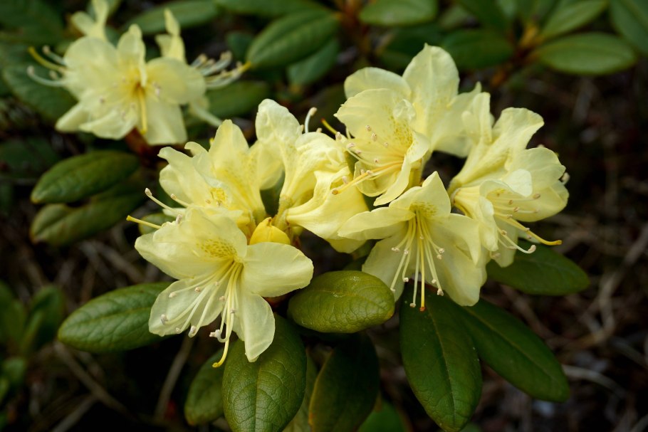 Рододендрон золотистый Rhododendron Aureum