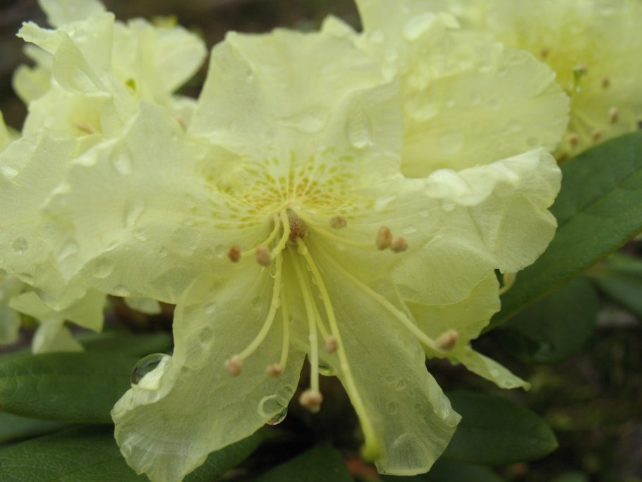 Рододендрон исадора