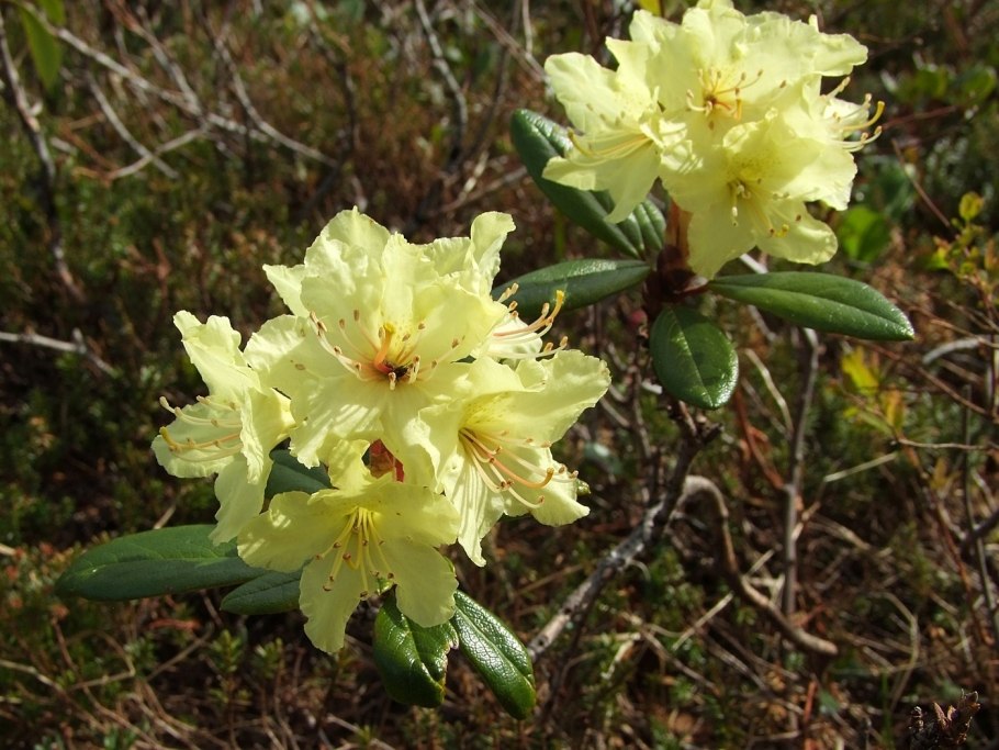 Рододендрон золотистый Rhododendron Aureum