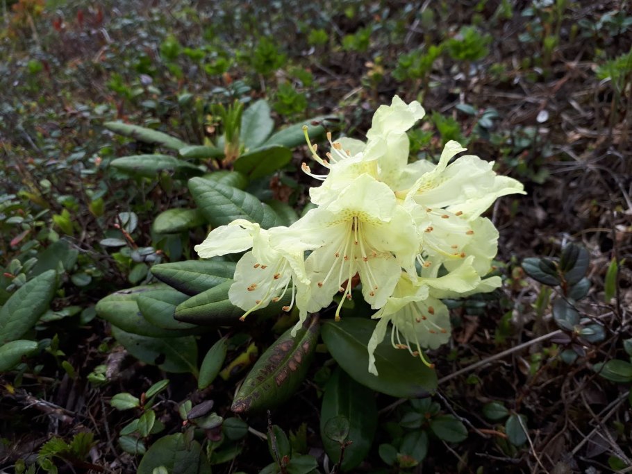 Рододендрон золотистый многолетнее лекарственное