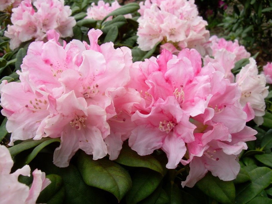 Рододендрон золотистый Rhododendron Aureum