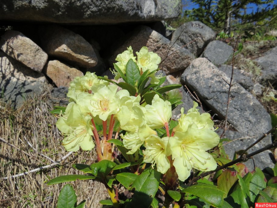 Рододендрон кавказский