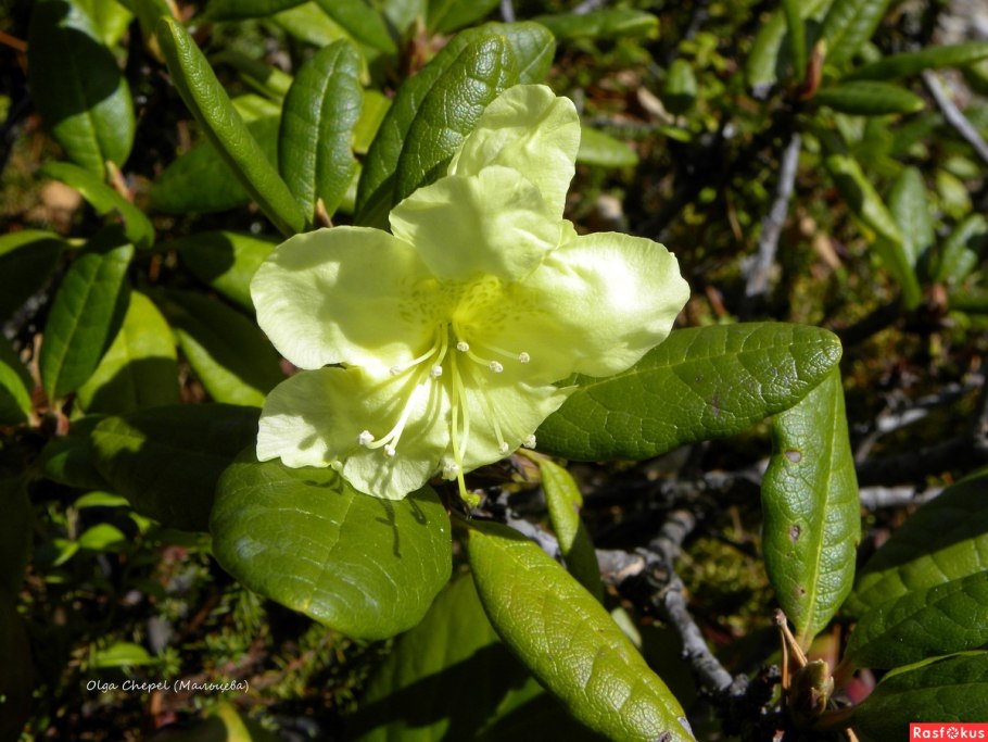 Рододендрон Gristede