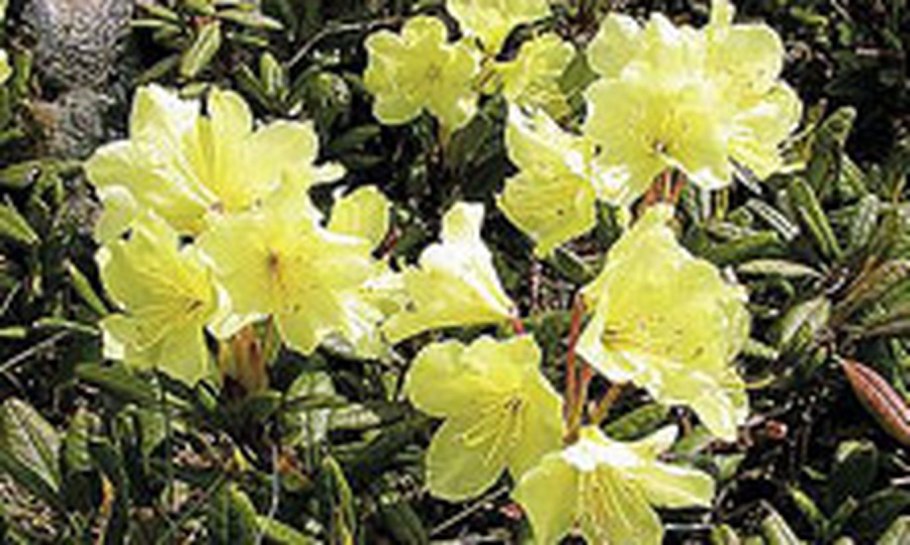 Рододендрон Голден точ