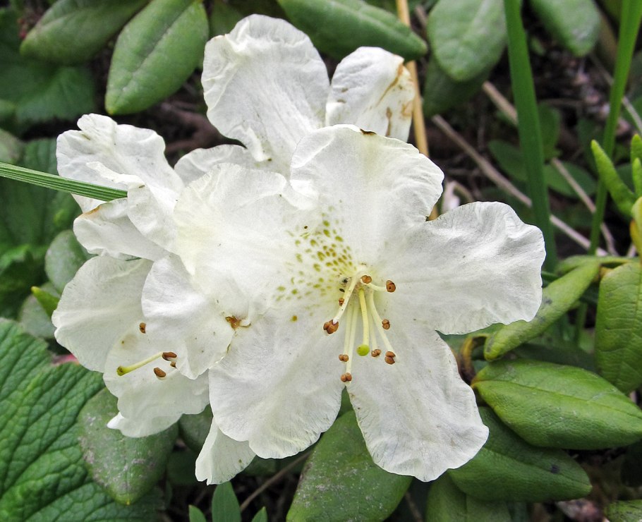 Rhododendron Aureum