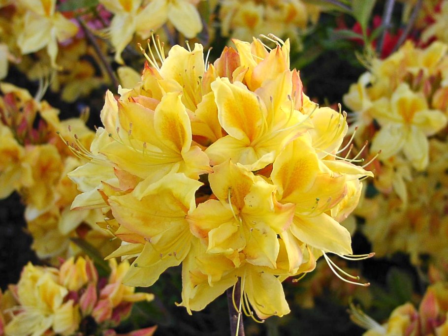 Рододендрон Чукотка