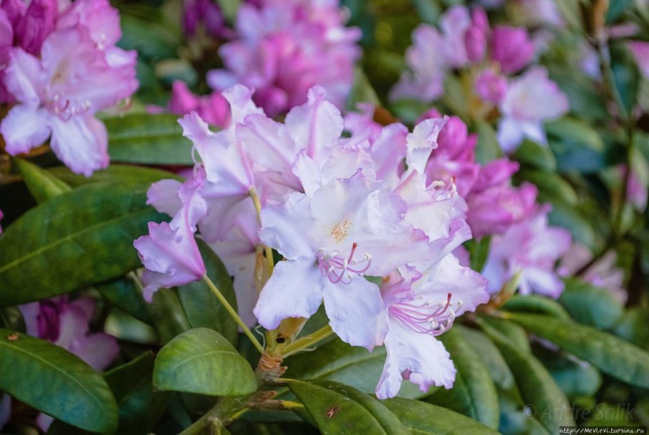 Рододендрон Ауреум