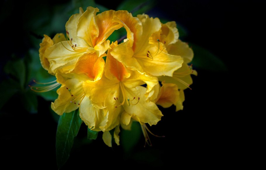 Азалия рододендрон