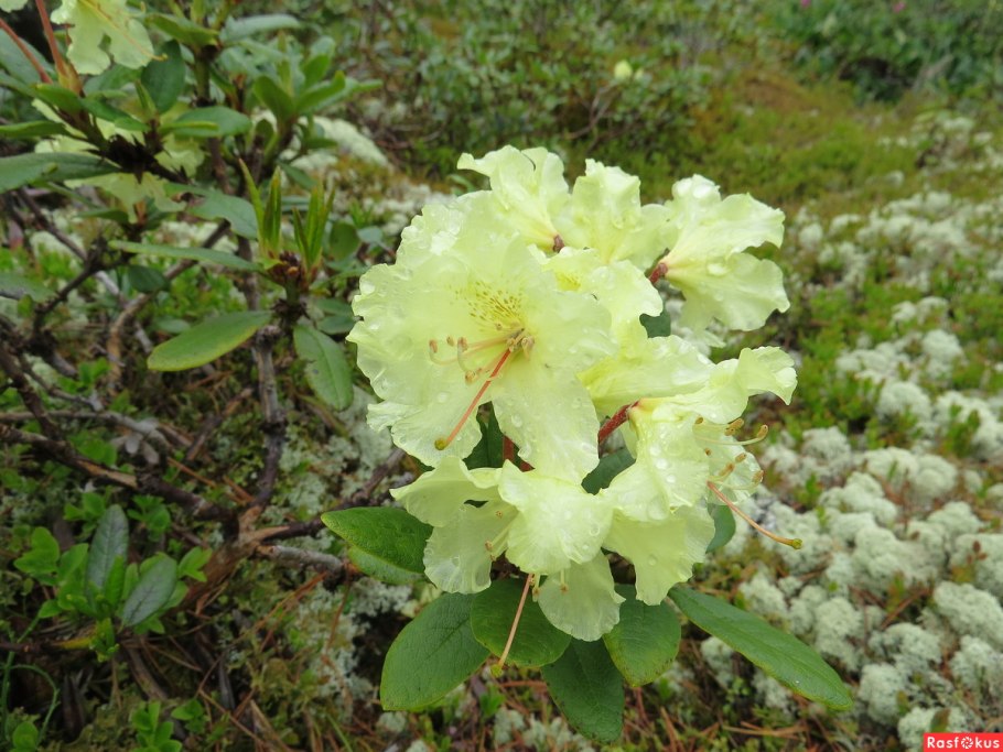 Рододендрон золотистый rhododendron aureum