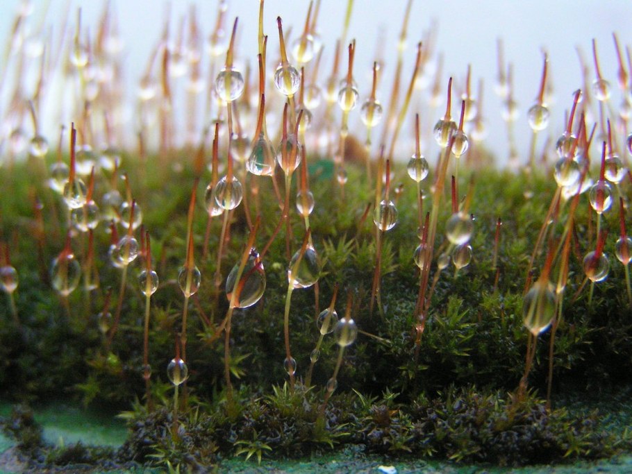 Мох красный Кукушкин лен