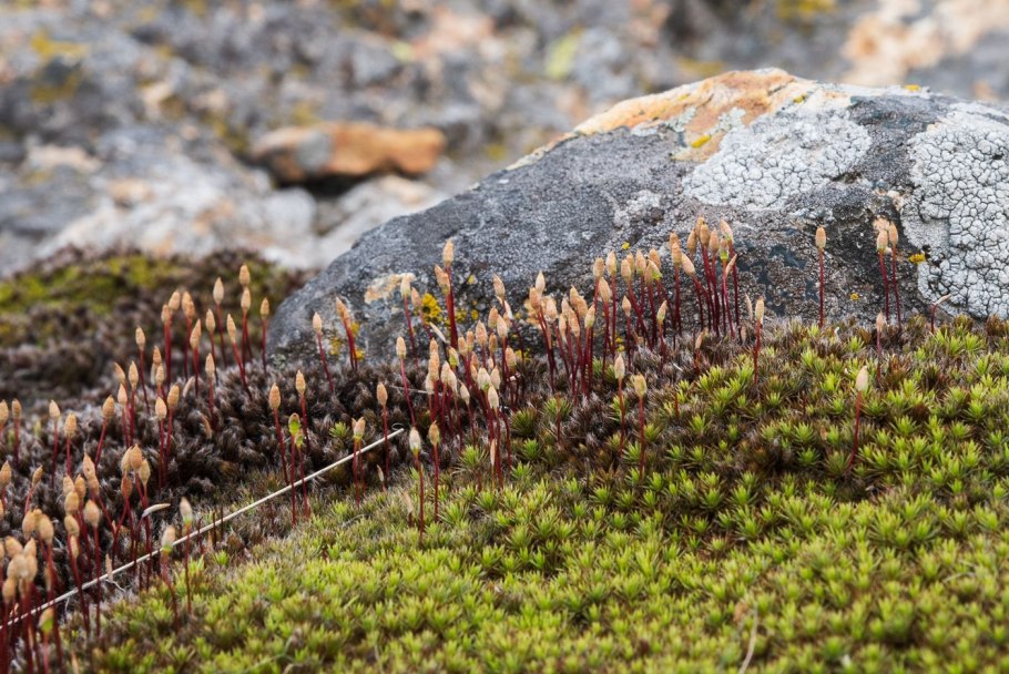 Весенний лес Жженов