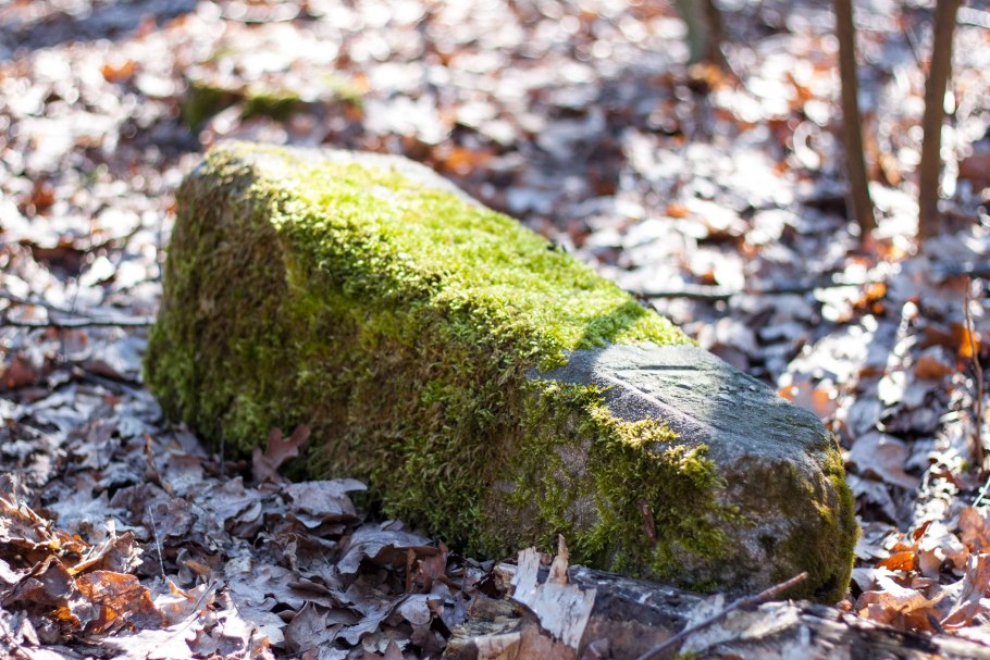 Снежный мох