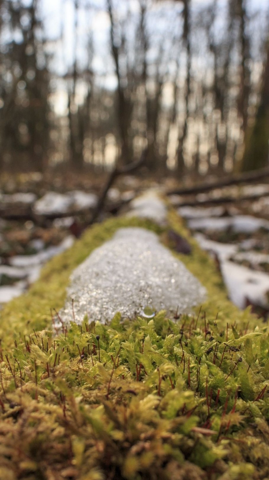 Лишайник на хвое сосны