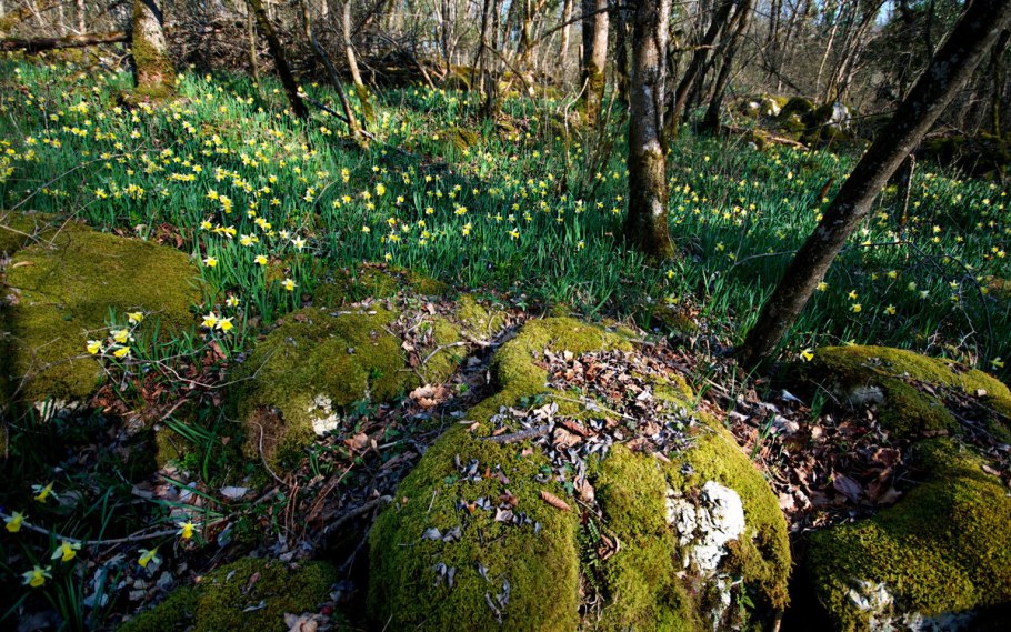 Кустарниковая тундра России