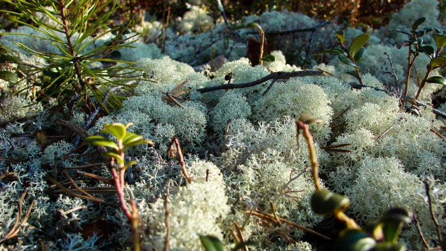 Лишайники Австралии
