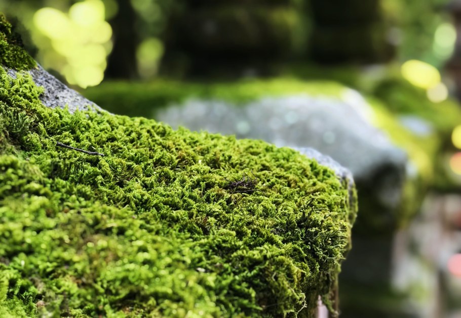 Растение листок мох