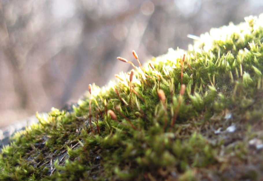 Степной мох